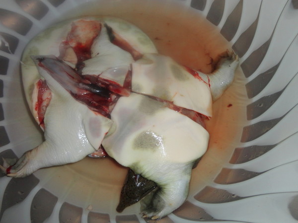 红烧甲鱼鸡块煲的做法步骤：1