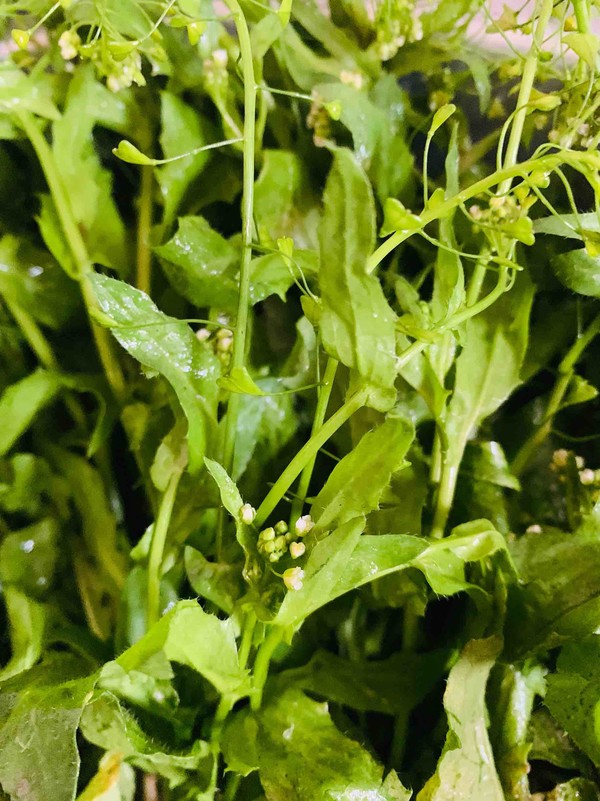 野荠菜香菇肉馄饨的做法步骤：8