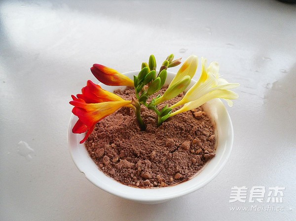 香雪兰盆栽的做法步骤:8